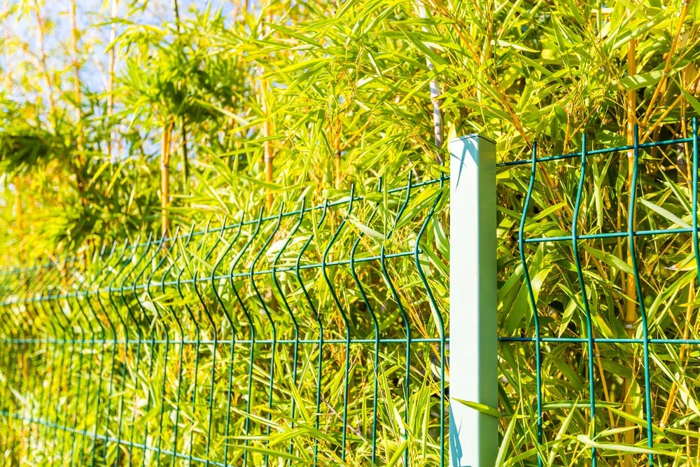 Zöld 3D táblás kerítés bambusz sövény előtt